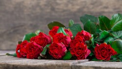 Beautiful Red Rose Desktop Background Photo