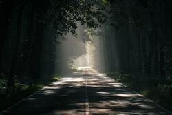 Beautiful Road in Jungle