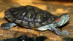 Beautiful Slider Turtle Animal