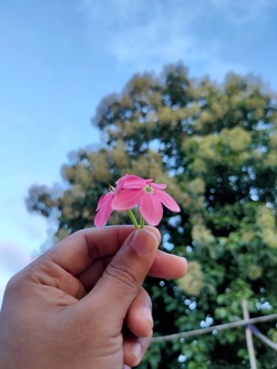 Beautiful Small Flower in Hand
