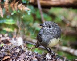 Beautiful Small Robin Bird Pics