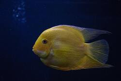 Beautiful Small Yellow Fish