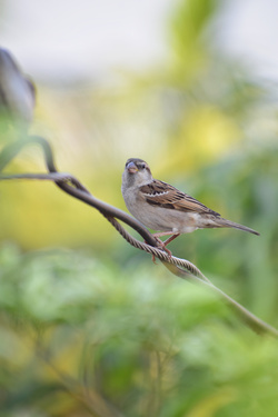 Beautiful Sparrow at Wire Bird Pic