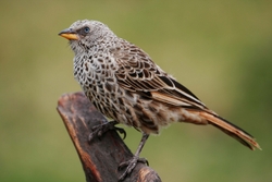 Beautiful Sparrow Bird Picture