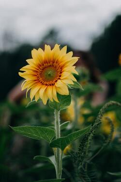 Beautiful Sunflower Mobile Pic