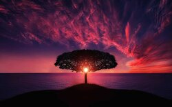 Beautiful Sunset between Tree