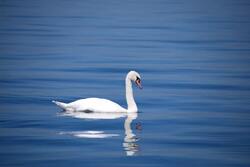 Beautiful Swan Swimming in Cool Water