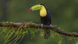 Beautiful Toucan Bird on Branch