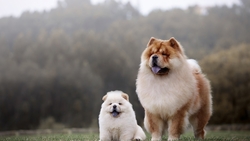 Beautiful Two Dogs HD Wallpaper