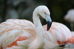 Beautiful White and Pink Flamingo