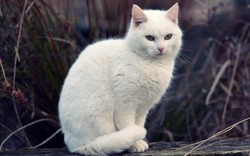 Beautiful White Cat Sitting HD Wallpaper