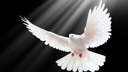 Beautiful White Flying Dove Bird
