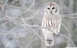 Beautiful White Owl Desktop Background Pics