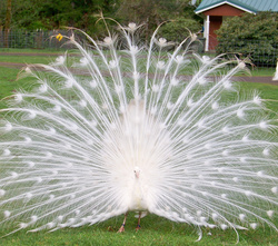 Beautiful White Peacock Interesting Photo