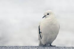 Beautiful White Pigeon on Trunk HD Wallpaper