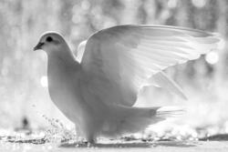 Beautiful White Pigeon