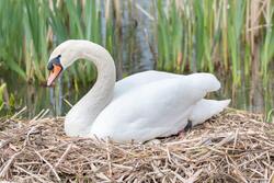 Beautiful White Swan Photography