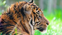 Beautiful Wild Tiger in Jungle HD Wallpaper