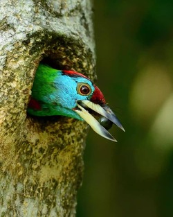 Beautiful Woodpecker Bird Photo