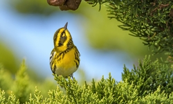 Beautiful Yellow Bird Sparrow Sitting On Bushes