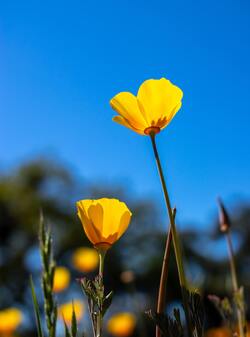 Beautiful Yellow Flower Mobile Wallpaper