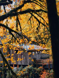 Beautiful Yellow Flowers and House Mobile Image