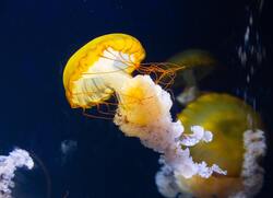 Beautiful Yellow Jellyfish Photo