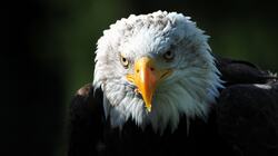 Beauty of an Eagle in Rain