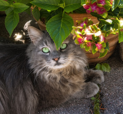 Beauty of Grey Cat Under Plant