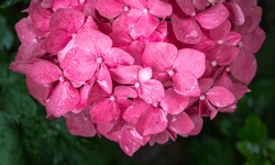 Beauty of Nature With Pink Flowers