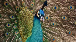 Beauty of Peacock 4K Image
