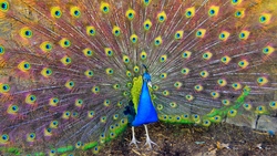Beauty of Peacock 4K
