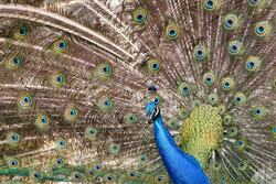 Beauty of Peacock
