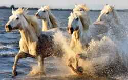 Beauty of Running Horses