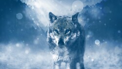 Beauty of Wolf 4K Wallpaper