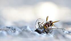 Bee Eating Image