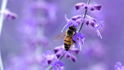 Bee Insect Feeding from Flower Plant