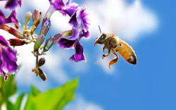 Bee on Flower for Feeding