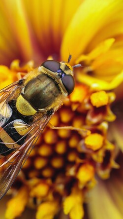 Bee on Yellow Flower Macro Photography