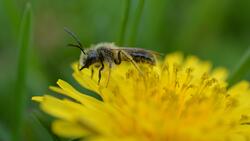 Bees on Yellow Flower Portrait 8K Photo