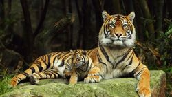 Bengal Tiger And Her Baby