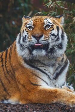 Bengal Tiger Animal Seating
