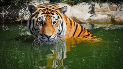 Bengal Tiger in River Photo
