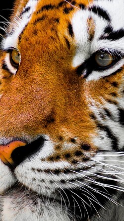 Bengal Tiger Mobile Wallpaper