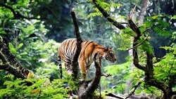 Bengal Tiger on Tree HD Wallpaper