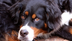 Bernese Mountain Dog Wallpaper