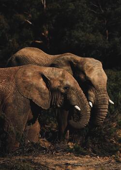 Big African Elephants Photography