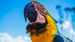 Big Beak Closeup Parrot Image