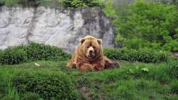 Big Bear In Zoo