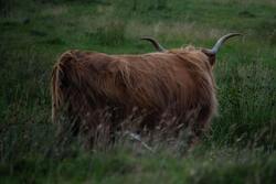 Big Bison Animal Ultra HD Photo